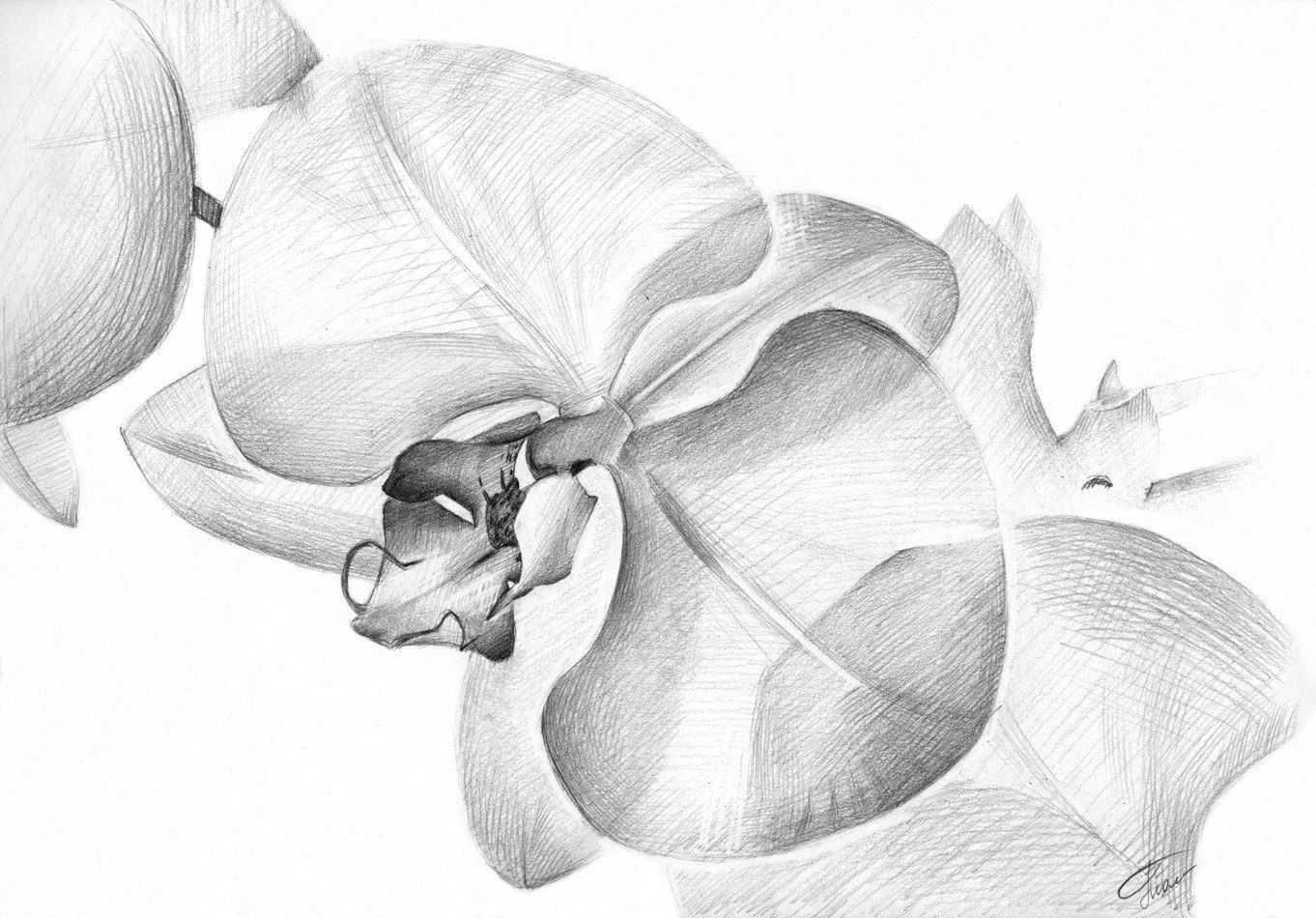 Рисунок орхидеи карандашом для логотипа
