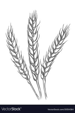 Раскраска колосья пшеницы