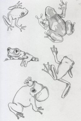 Рисунки легкие лягушки