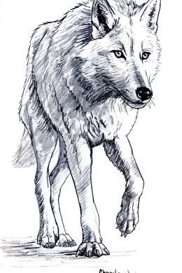 Волк рисунок карандашом