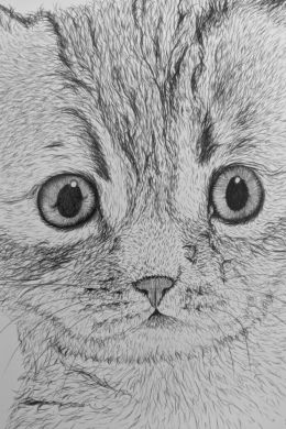 Рисунок котенка карандашом