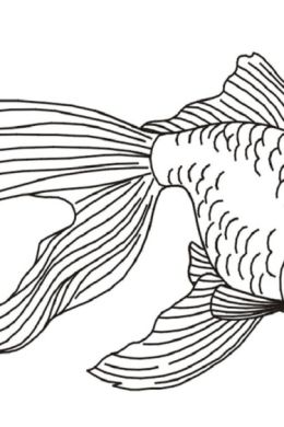 Рисунок рыбы карандашом