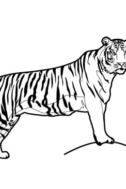 Тигр раскраска цветная