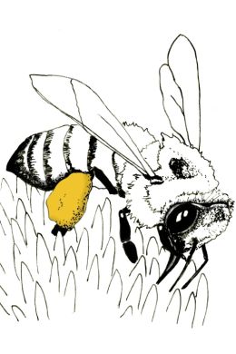Пчела рисунок карандашом