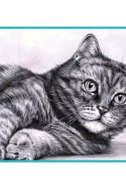 Рисунки котов карандашом