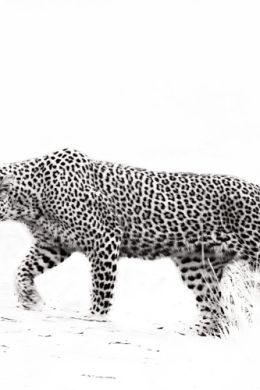 Леопард раскраска