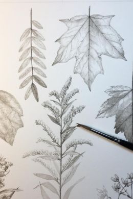 Листья карандашом