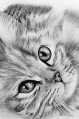 Котики рисунки карандашом