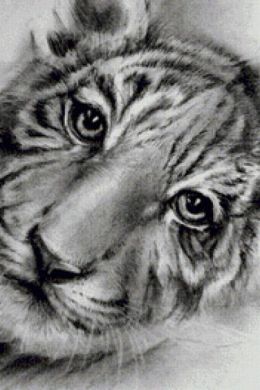 Тигр нарисованный карандашом