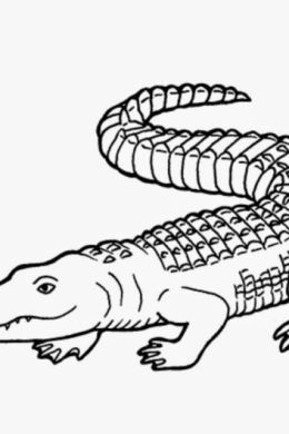 Раскраска крокодила