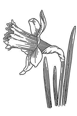 Нарцисс рисунок карандашом