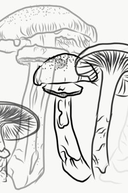 Лисичка гриб рисунок карандашом