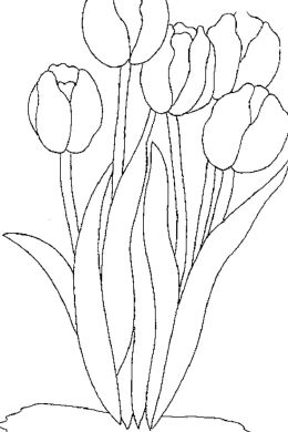 Раскраска цветок тюльпан