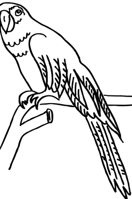 Раскраска попугай ара