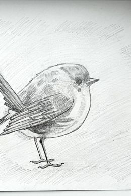 Птицы карандашом