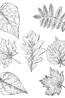 Осенние листья рисунок карандашом