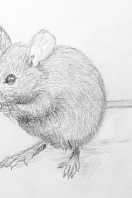 Рисунок мышки карандашом