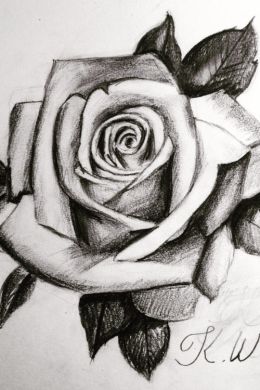 Роза нарисованная карандашом