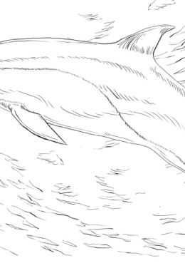 Беломордый дельфин раскраска