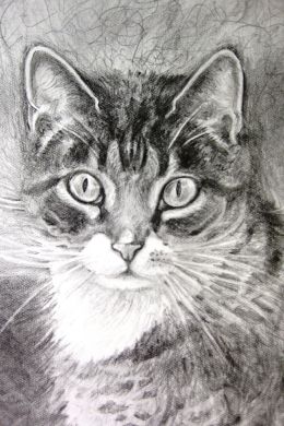 Портрет кошки карандашом