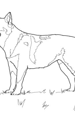 Овчарка рисунок карандашом