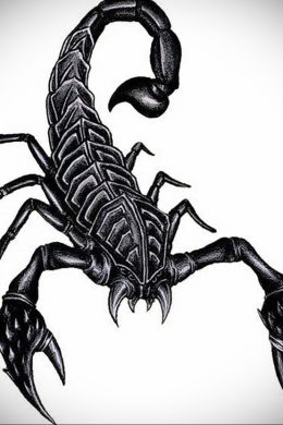 Рисунок скорпиона карандашом
