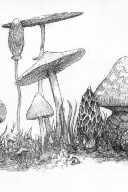 Ядовитые грибы рисунок карандашом