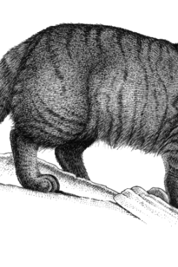 Кавказский лесной кот раскраска