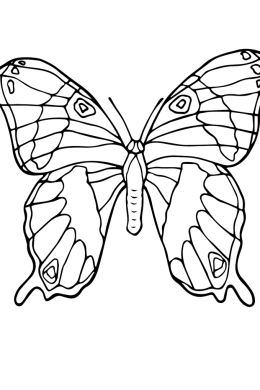 Бабочка крапивница раскраска
