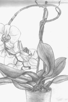 Рисунок орхидеи карандашом