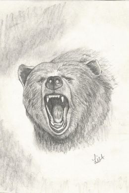 Рисунки медведя карандашом