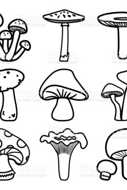 Съедобные грибы рисунок карандашом