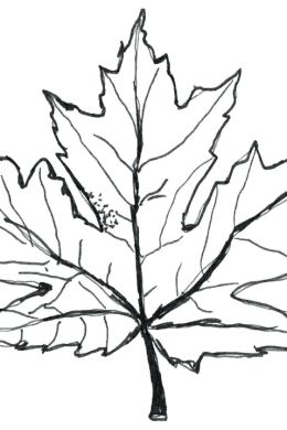 Раскраска кленовый листок