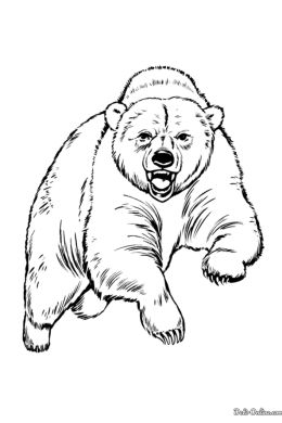 Раскраски медведей