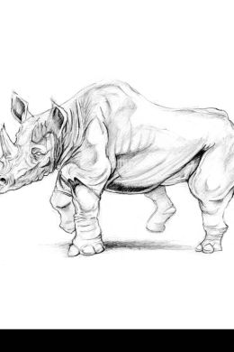 Носорог рисунок карандашом