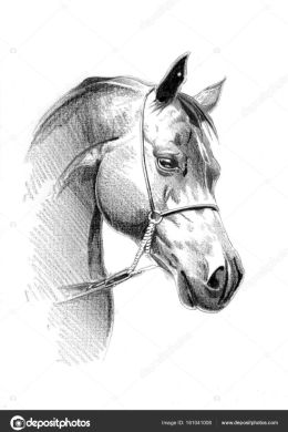 Морда лошади рисунок карандашом