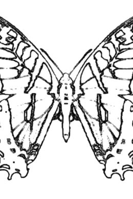 Бабочка махаон раскраска