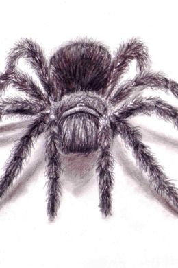 Рисунки пауков карандашом