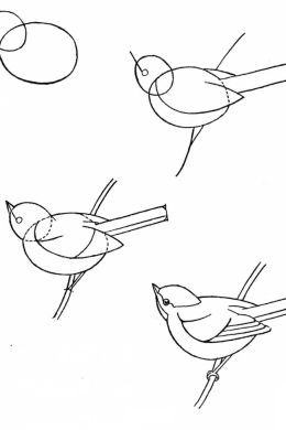 Птица карандашом поэтапно