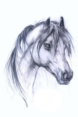 Голова лошади рисунок карандашом
