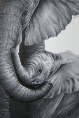 Слон нарисованный карандашом