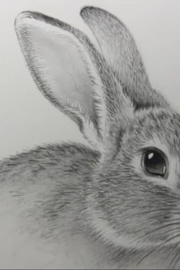 Кролик нарисованный карандашом