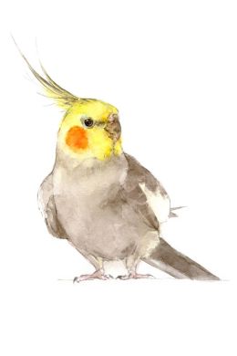 Попугай корелла рисунок карандашом