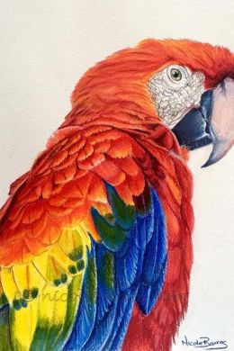 Попугай ара рисунок карандашом