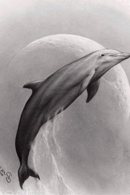 Дельфины рисунок карандашом