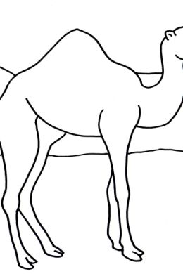 Верблюжонок раскраска
