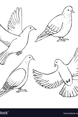 Рисунки голубей карандашом