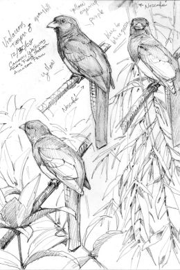Зарисовки птиц карандашом