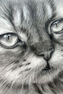 Кошки нарисованные карандашом