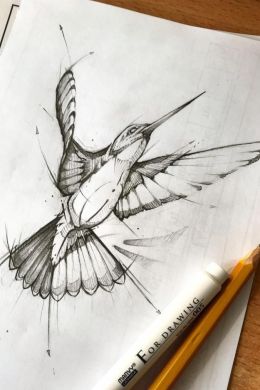 Рисунок птицы карандашом поэтапно